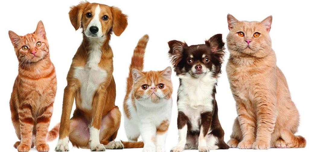 Доска объявлений о животных | ЗооТом - продажа, вязка и услуги для животных в Шебекино