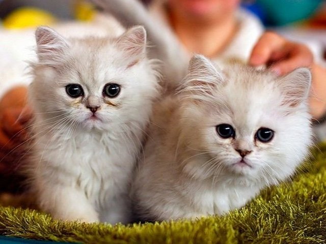 Породы кошек в Шебекино | ЗооТом портал о животных