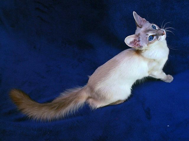 Выведенные породы кошек в Шебекино | ЗооТом портал о животных
