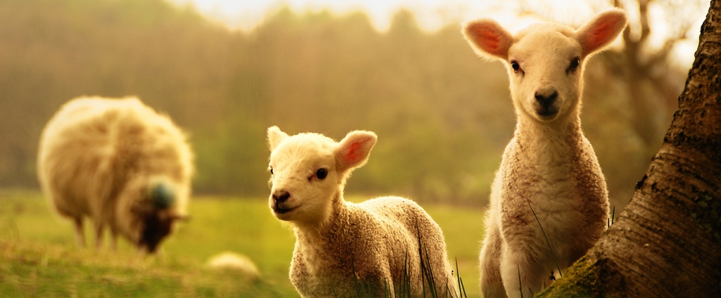 Объявления о сельскохозяйственных животных | ЗооТом - продажа, вязка и услуги для животных в Шебекино
