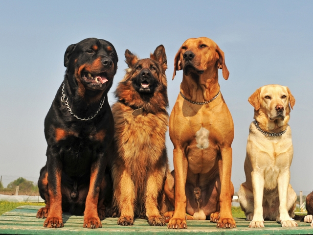 Крупные породы собак в Шебекино | ЗооТом портал о животных